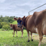 A green field with two brown cows turned to the camera